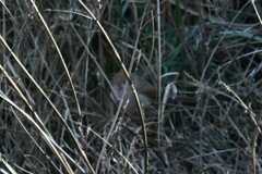 Sinosuthora webbiana