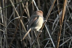 Sinosuthora webbiana