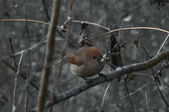 Sinosuthora webbiana