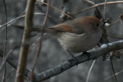 Sinosuthora webbiana