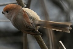 Sinosuthora webbiana