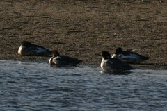 Mergus merganser