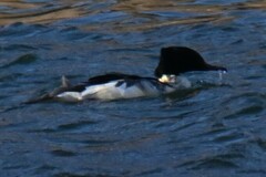 Mergus merganser
