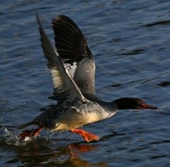 Mergus merganser