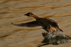 Tachybaptus ruficollis