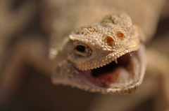 Phrynocephalus mystaceus