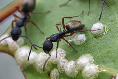 Dolichoderus scabridus