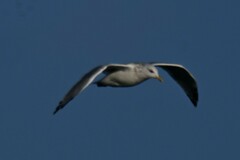 Larus