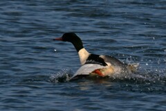 Mergus merganser