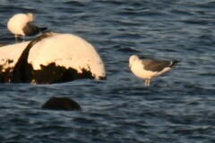 Larus crassirostris