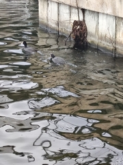 Fulica atra