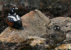 Histrionicus histrionicus