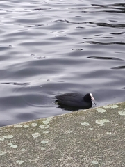 Fulica atra