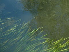 Vallisneria spiralis