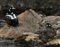 Histrionicus histrionicus