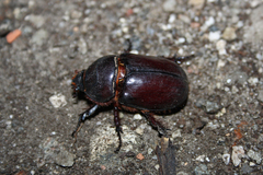 Oryctes nasicornis corniculatus