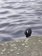 Fulica atra