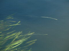 Vallisneria spiralis