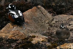 Histrionicus histrionicus