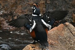 Histrionicus histrionicus