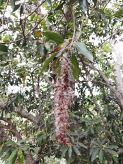 Faurea macnaughtonii