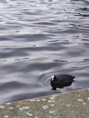 Fulica atra