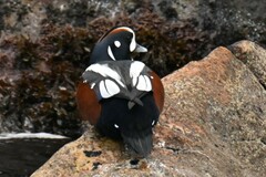 Histrionicus histrionicus