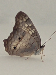 Anartia jatrophae
