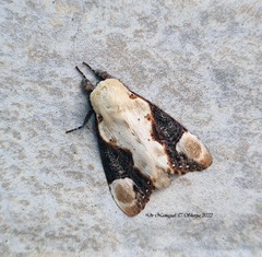 Formofentonia orbifer