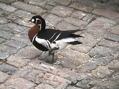 Branta ruficollis