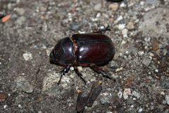 Oryctes nasicornis corniculatus