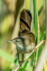 Bradypterus baboecala