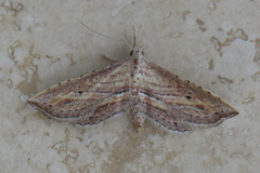 Stenopaltis lithina