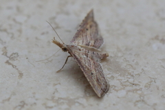 Stenopaltis lithina