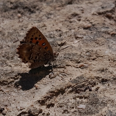 Aloeides pierus