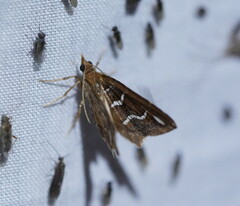 Chaetolopha niphosticha