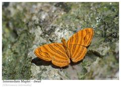 Chersonesia intermedia