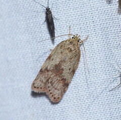 Oligoloba severa