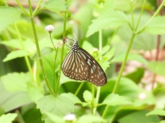 Ideopsis vulgaris