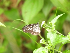 Ideopsis juventa