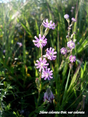 Silene colorata