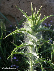 Carlina lanata