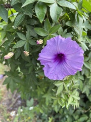 Ipomoea cairica image