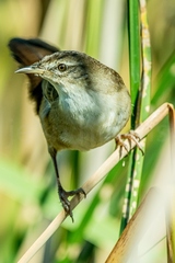 Bradypterus baboecala