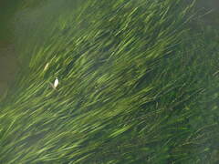 Vallisneria spiralis