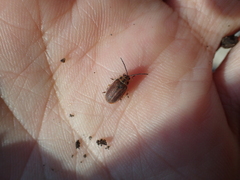 Xanthogaleruca maculicollis
