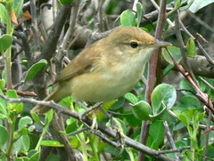 Acrocephalus scirpaceus baeticatus