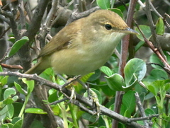 Acrocephalus scirpaceus baeticatus