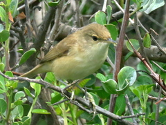 Acrocephalus scirpaceus baeticatus