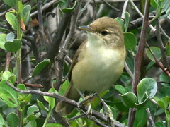 Acrocephalus scirpaceus baeticatus